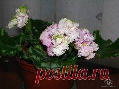 ЦВЕТИКИ МОИ....