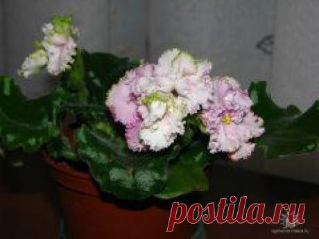 ЦВЕТИКИ МОИ....