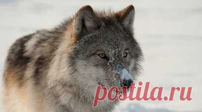 Зоолог Кречмар рассказал о действиях на случай встречи с волком. Зоолог, охотовед и журналист Михаил Кречмар рассказал, что следует делать при встрече с волком. Читать далее