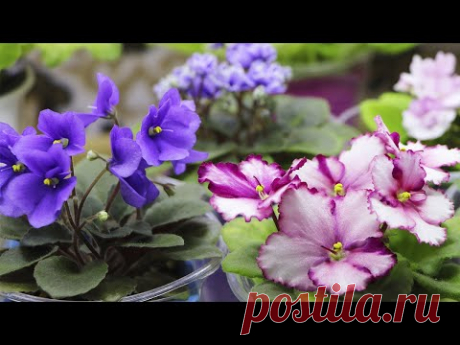 Только так пересаживайте ЦВЕТУЩИЕ ФИАЛКИ! ИНАЧЕ БУДЕТ ПРОБЛЕМА