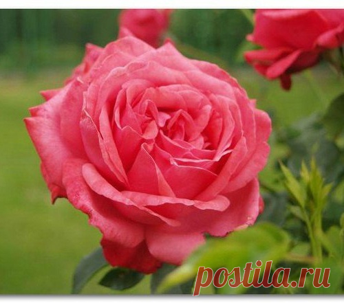 Уход за розами
