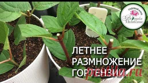 ЛЕТНЕЕ РАЗМНОЖЕНИЕ ГОРТЕНЗИИ | Садовый клуб. Вероника Поливкина | Дзен