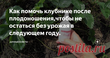Как помочь клубнике после плодоношения,чтобы не остаться без урожая в следующем году. Временем окончания плодоношения клубники является июль. То, что клубника  прекратила приносить плоды, вовсе не означает, что на этом и  заканчивается уход за ней. Нет, ухаживать за ней необходимо продолжать,  иначе на следующий год хорошего урожая вряд ли удастся увидеть. Растение  по-прежнему нуждается в фосфоре и калии. Поэтому ее необходимо  подкармливать теми смесями, в состав которых входят э