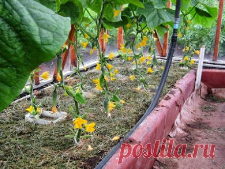 Моя любимая дача: Выращивание пучковых огурцов