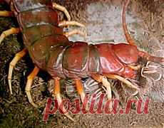 Сколопендра