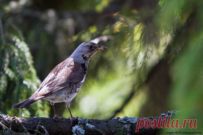 Сергей sk78 Клочев - Наблюдатель. Дрозд рябинник
