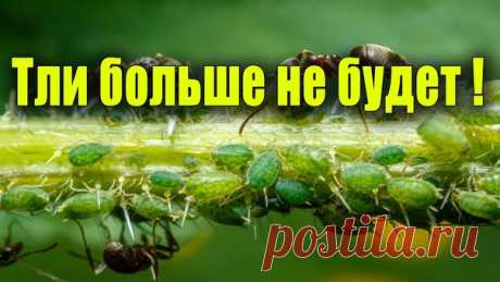 25 СПОСОБОВ ИЗВЕСТИ ТЛЮ

Хотите верьте ,  хотите - нет , но мы собрали методы опытных садоводов , действенные , проверенные ,  а главное ДЕШЕВЫЕ !! Из подручных  средств !! 
1.  Кальцинированной содой: 1 ст. ложку растворить в 1 л воды. Добавить   ...
продолжение здесь..