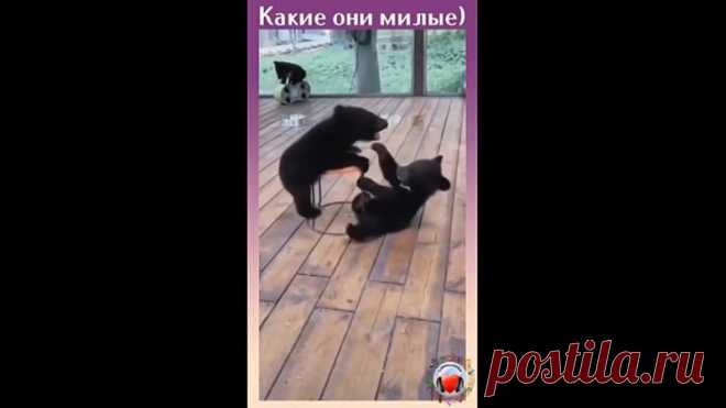 Пушистые разборки!