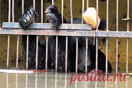 Спасенным медведям из Уссурийска раздадут мед и водку