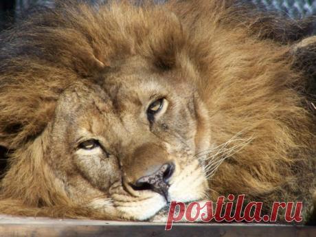 Он был болен, когда приехал в зоопарк. Вот что сотворила с ним любовь этой львицы! | Чёрт побери