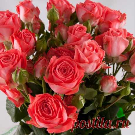 КАК ПРОДЛИТЬ ЖИЗНЬ РОЗАМ?