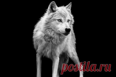 Фотограф Трой Мот, очарованный дикой природой