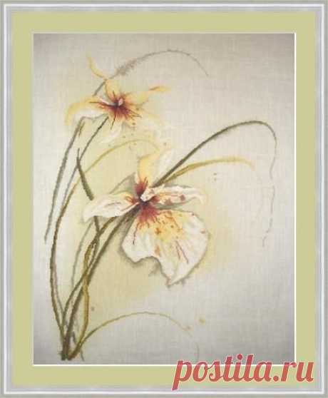 Gallery.ru / Фото #18 - Orchidea - zuzas