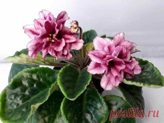 african violet LEAF EK- yolochnyye shary (NEWYEAR TREE BALLS) Russian | eBay