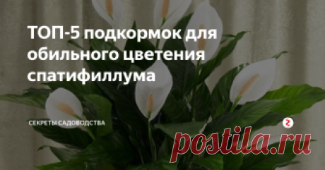 ТОП-5 подкормок для обильного цветения спатифиллума