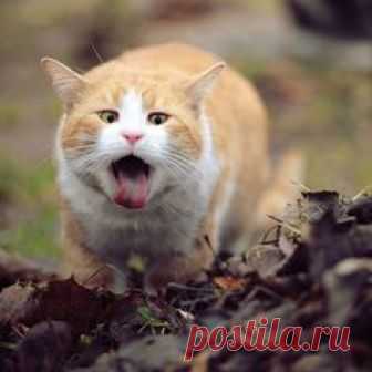 Try Not to Laugh: Funny Cat Memes