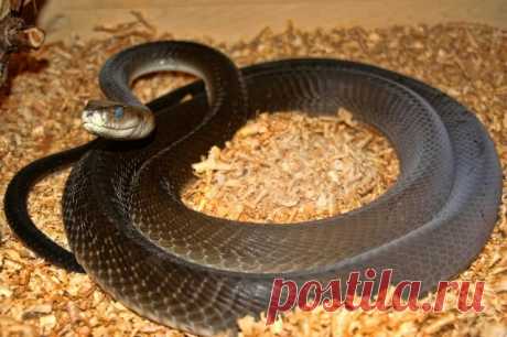 Чёрная мамба (лат. Dendroaspis polylepis) — ядовитая змея, одна из самых опасных и ядовитых в Африке.
Достигает в длину 2,5—3 метров, отдельные экземпляры до 4,5 метров в длину.
Большинство этих змей имеет тёмно-оливковую, оливково-зелёную, серовато-коричневую окраску или металлическо-серый цвет, брюшная сторона — светло-коричневая или грязно-белая. В задней половине тела могут присутствовать более темные пятна, встречается также чередование в задней части тела темных и св...