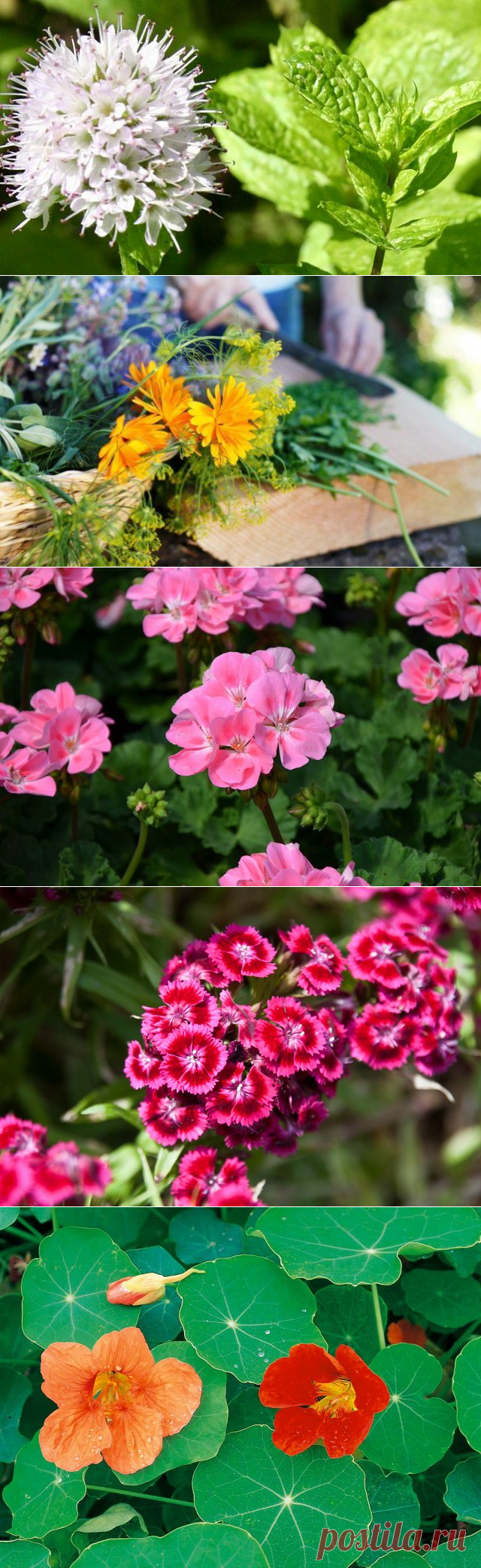 Пряные цветы – как использовать в кулинарии | Советы (Огород.ru)