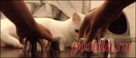 Google+ – #Cat