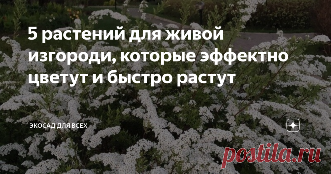 5 растений для живой изгороди, которые эффектно цветут и быстро растут Красивая живая изгородь — мечта многих дачников и владельцев домов в загородных поселках. Такие ограды закрывают участок от чужих глаз, смотрятся эффектно и более экологичны, чем металлические или каменные заборы. О том, какие растения выбрать для такой изгороди, — в этой статье.