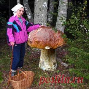 Грибы чемпионы
