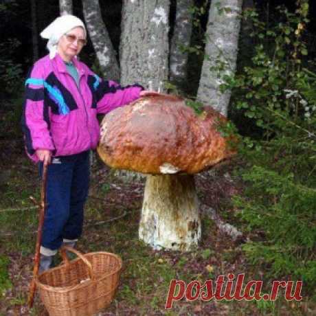 Грибы чемпионы