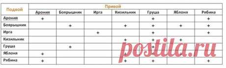 СОВМЕСТИМОСТЬ ПОРОД ДЕРЕВЬЕВ