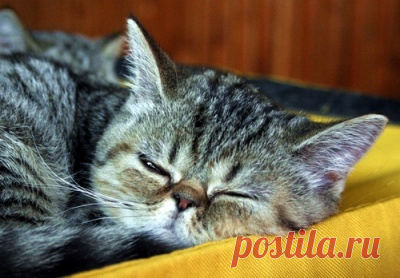 Кормление котят от 1,5 до 7-10 месяцев | ZOODOM