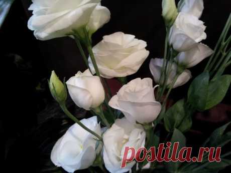 Lisianthus coltivazione