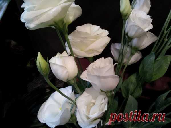 Lisianthus coltivazione