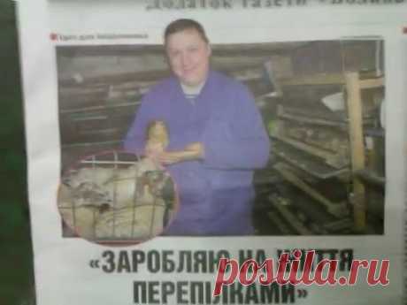 Мой мини-перепелятник