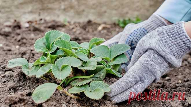 Уход за клубникой осенью: 5 простых шагов | ИДЕИ ВАШЕГО ДОМА | Дзен