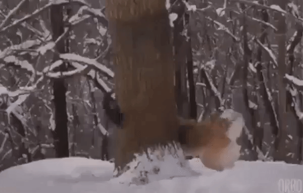 Взял пса на охоту... Домой еле живой от смеха вернулся!