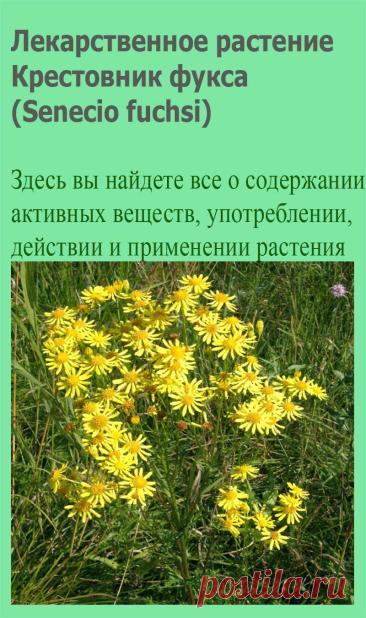 Лекарственное растение Крестовник Фукса (Senecio fuchsi). Многолетнее растение высотой от 60 до 150 см. Листья ланцетные, мелкозубчатые, голые или почти голые, средние и верхние у основания не расширены, как правило, в длину в 5 раз больше, чем в ширину, Желтые корзинки с 6-15 трубчатыми и 5 язычковыми цветками собраны в зонтиковидные метелки.