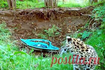 Неловкий момент из жизни котенка леопарда попал на видео. Фотоловушка Центра реабилитации в Приморье засняла забавные кадры с котенком дальневосточного леопарда, обнаруженным в одиночестве у границ нацпарка «Земля леопарда». «Малыш Leo 260M попытался утолить жажду, но поскользнулся и случайно упал в небольшой пруд в своем вольере», — говорится в сообщении.
