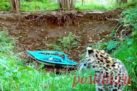 Неловкий момент из жизни котенка леопарда попал на видео. Фотоловушка Центра реабилитации в Приморье засняла забавные кадры с котенком дальневосточного леопарда, обнаруженным в одиночестве у границ нацпарка «Земля леопарда». «Малыш Leo 260M попытался утолить жажду, но поскользнулся и случайно упал в небольшой пруд в своем вольере», — говорится в сообщении.