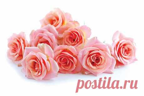 Как сделать, чтобы розы дольше стояли   :)