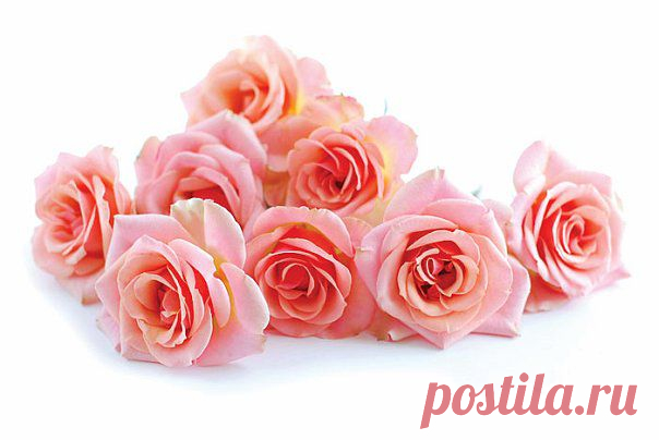 Как сделать, чтобы розы дольше стояли   :)