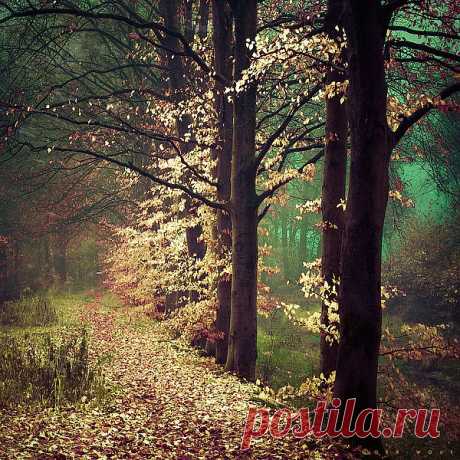 ad libitum