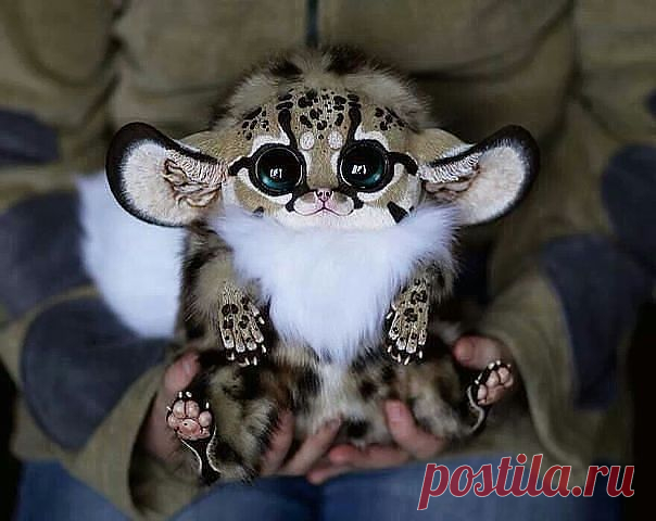 Мексиканский глазоух.