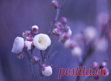 Spring-Flowers-1920x1408.jpg (1920×1408)