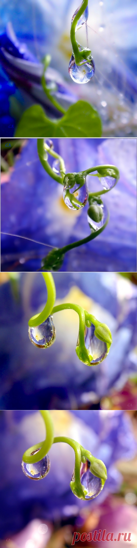 Яндекс.Фотки