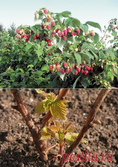 (2) Одноклассники