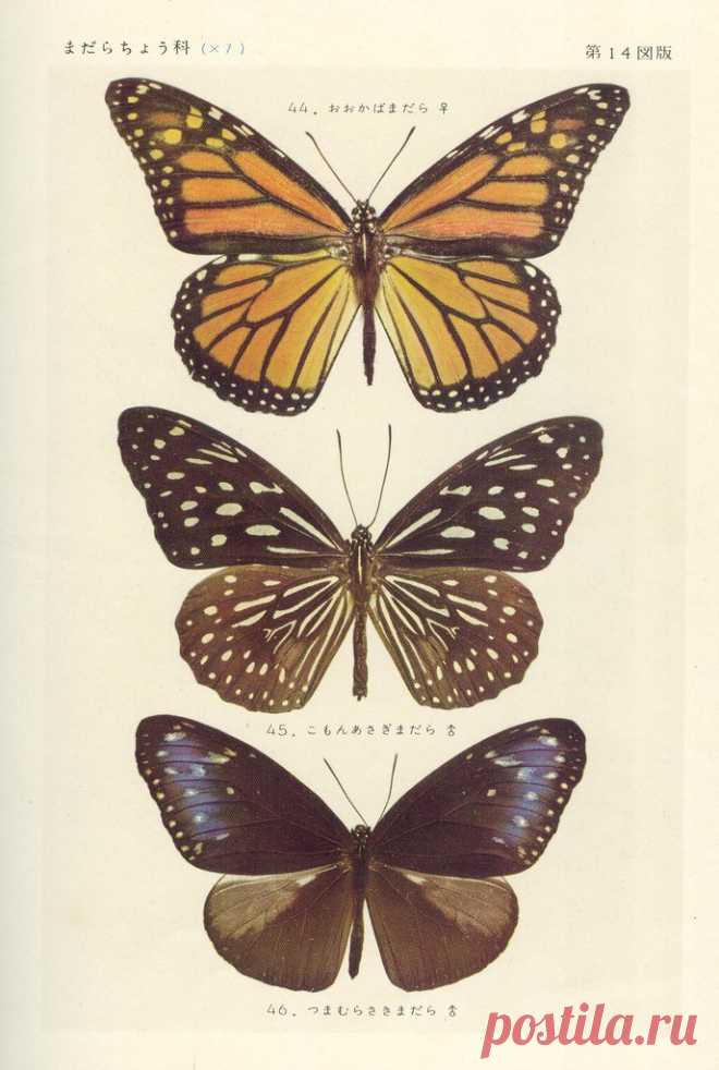 papillon 14