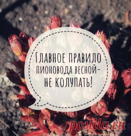 Пять основных правил ухода за пионами ранней весной. | Цветочная душа | Яндекс Дзен