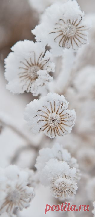 Carla Dyck Photography: Photographing a Winter Wonderland