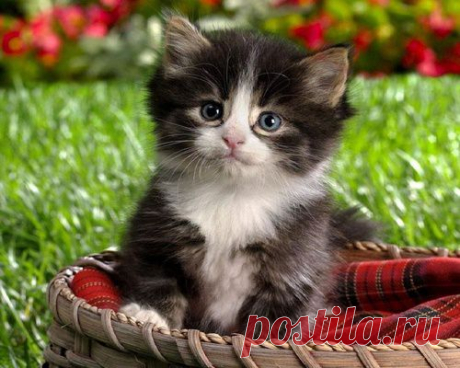 Обои Смешной котёнок вылез из корзинки
