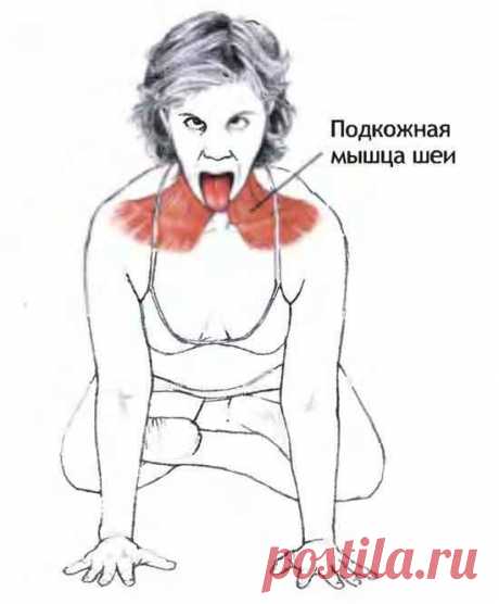 Подкожная мышца шеи: секрет молодой и здоровой шеи | Golbis