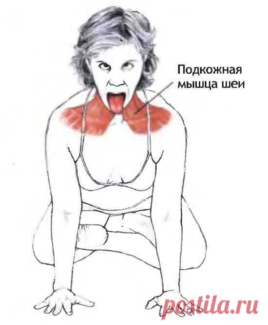 Подкожная мышца шеи: секрет молодой и здоровой шеи | Golbis