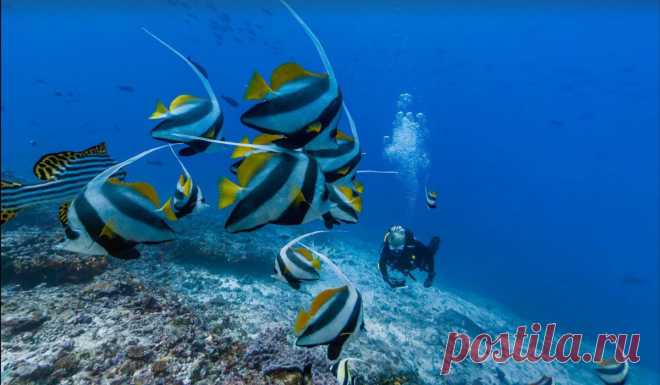 Пост «12 потрясающих снимков со дна океанов от Google» в блоге good news – Сайт трейдера